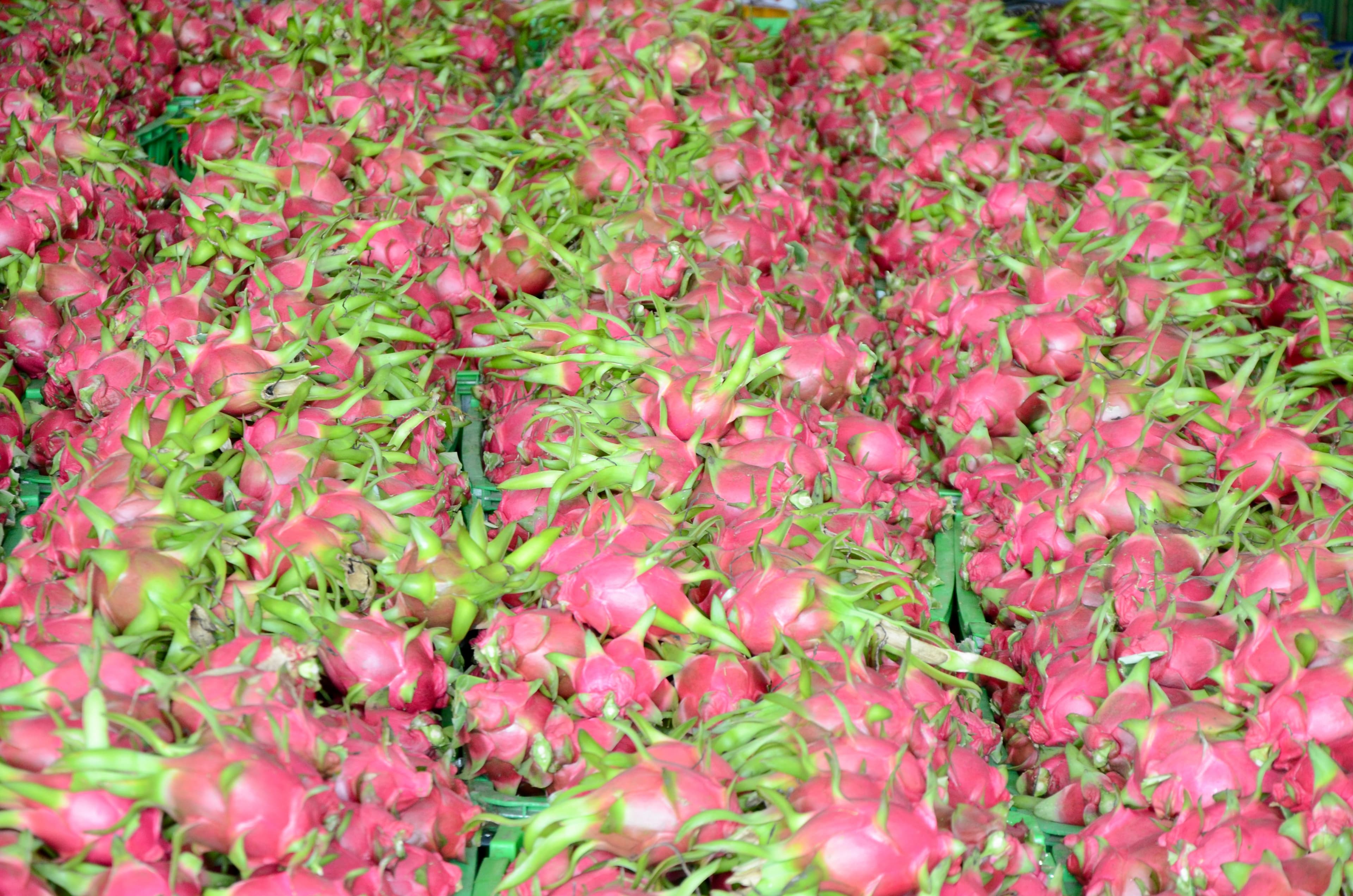 Thuan Tien's Dragon Fruit